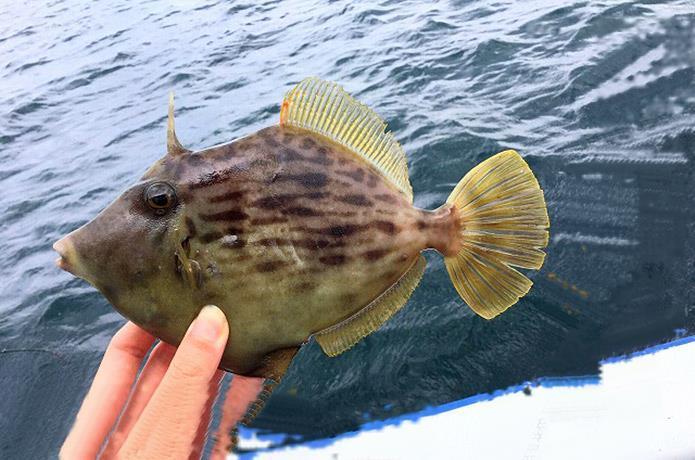 腹パンのハゲが気になる Sun Boat Fishing Club