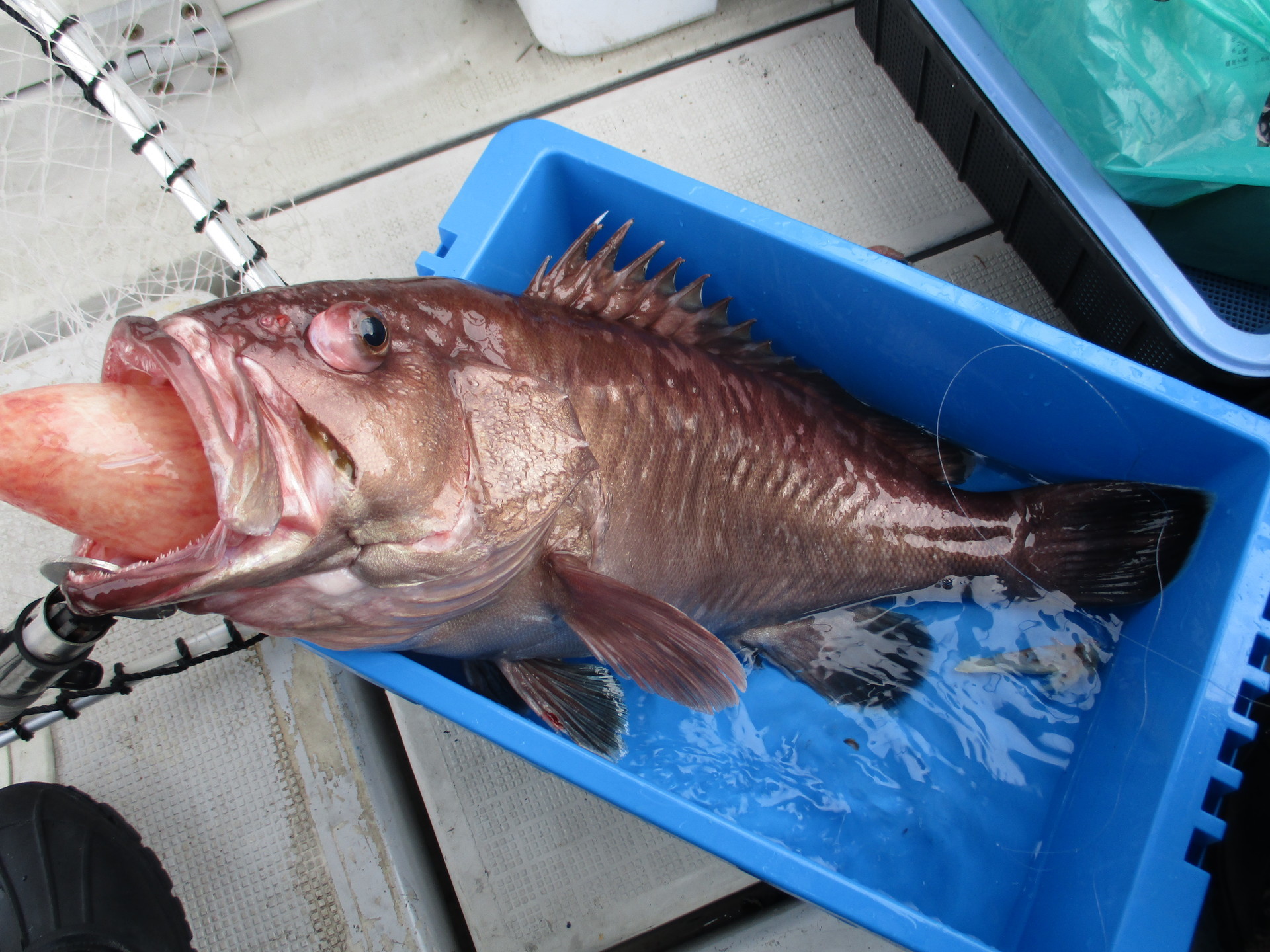 ハタ Sun Boat Fishing Club