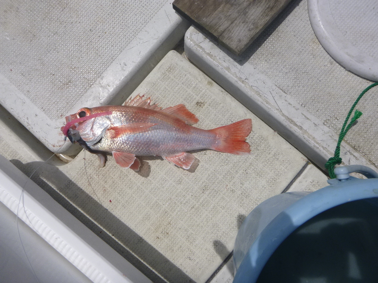 赤いダイヤ ノドグロ の感想 Sun Boat Fishing Club